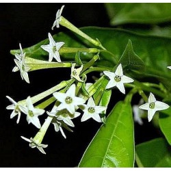 LEMON BALM