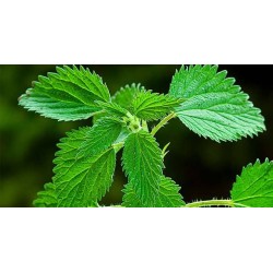 NETTLE